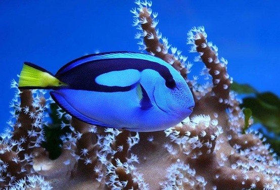 Photo:  Blue fish 